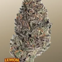LEMON CHERRY RUNTZ ™